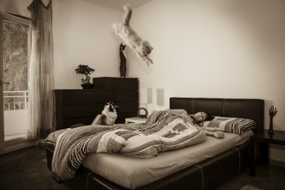 gatto4