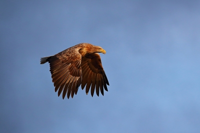 AQUILA DI MARE