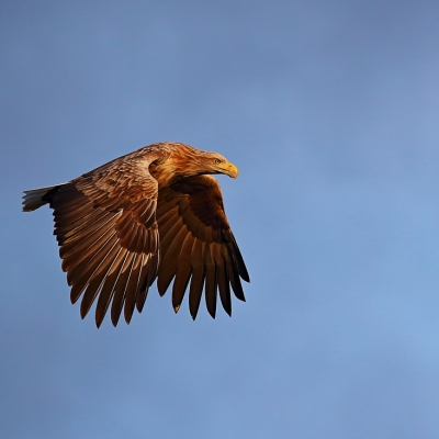 AQUILA DI MARE